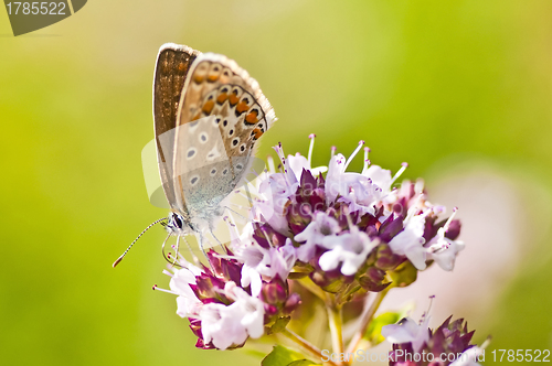 Image of common blue,  Polyommatus icarus
