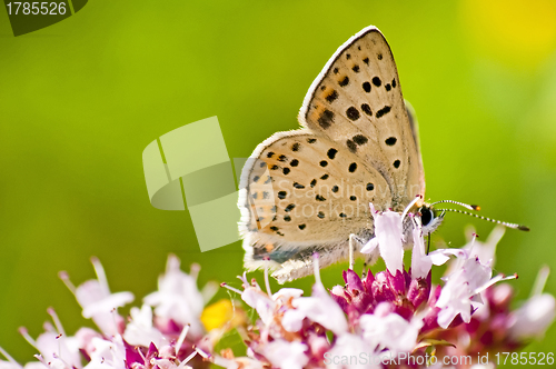 Image of common blue,  Polyommatus icarus