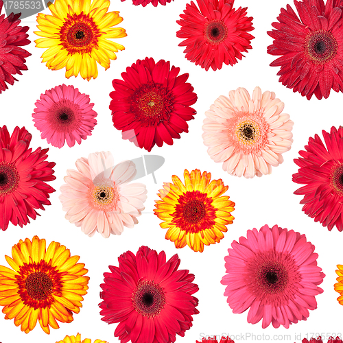 Image of Seamless Pattern from Vibrant Gerbera Flowers