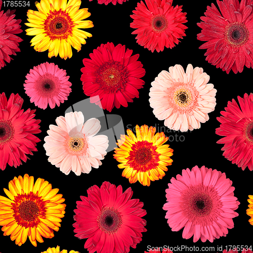 Image of Seamless Pattern from Vibrant Gerbera Flowers