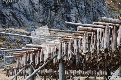 Image of Stockfish in Lofoten