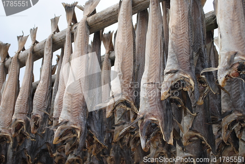 Image of Stockfish in Lofoten