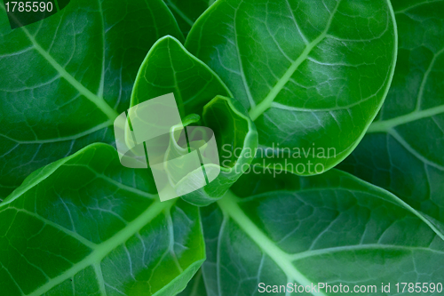 Image of Leaves.