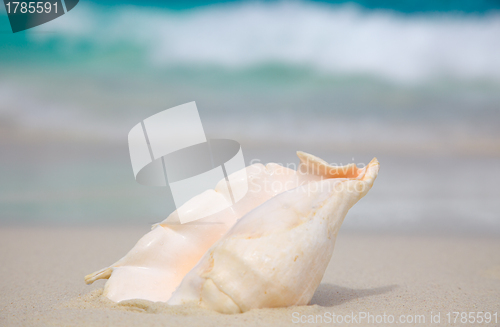 Image of Shell on the beach.