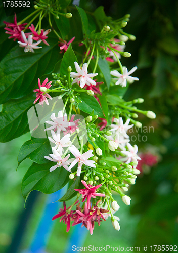 Image of Tropical flower.