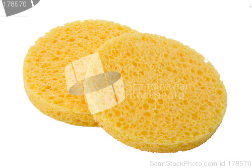 Image of Facial sponge