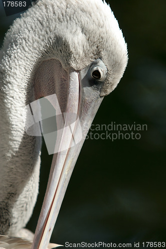 Image of Pelican close-up