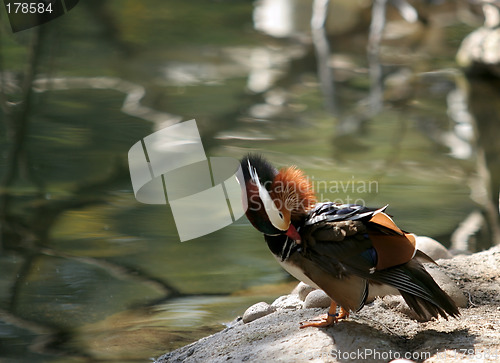 Image of Drake Mandarin Duck