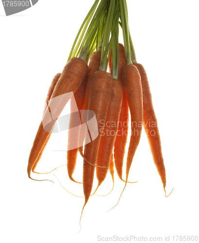 Image of Bunch of carrots