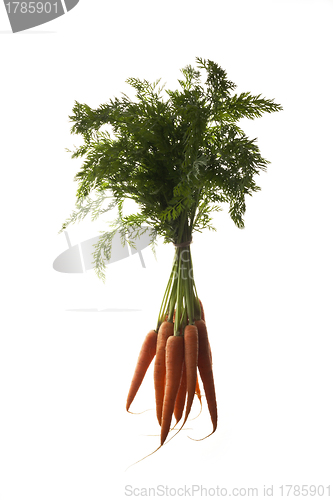 Image of Carrots and leaves