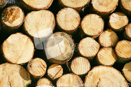 Image of Timber lumber balk beam short