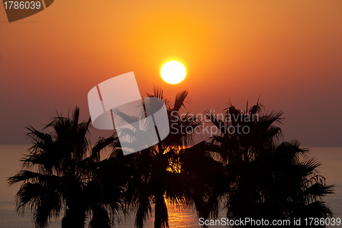 Image of Sunset over palms