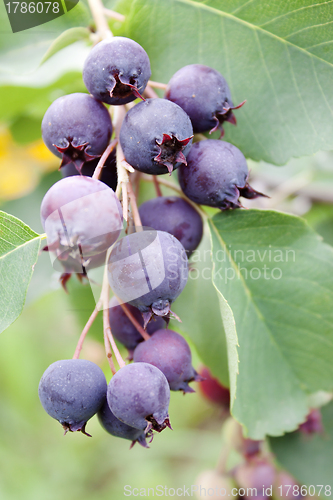 Image of Shadberry berries