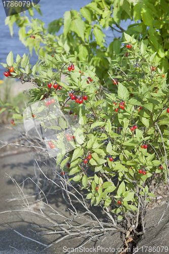 Image of Nightshade bush with berries