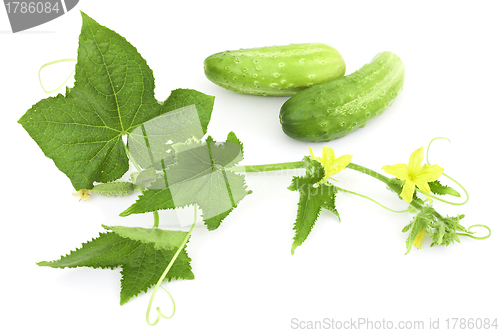 Image of Cucumber branch and two cucumber