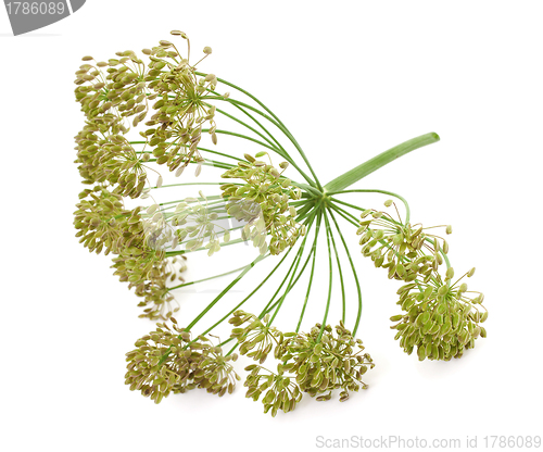 Image of Big bunch of dill seeds
