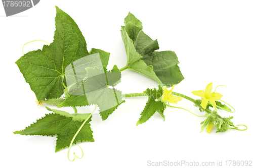 Image of Cucumber branch on a white