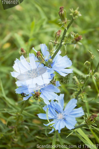 Image of Chicory with blue flowers