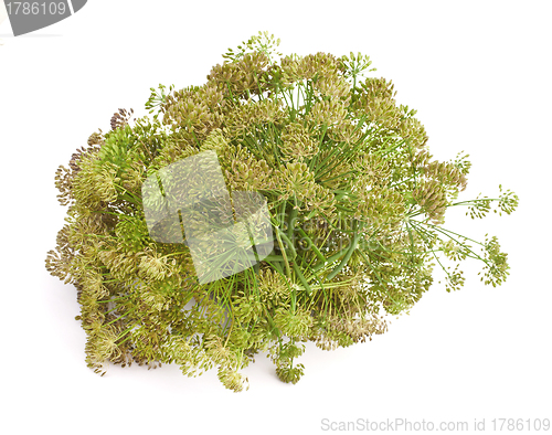 Image of Big bunch of dill seeds