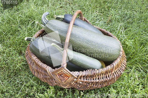 Image of  Large courgettes in a basket