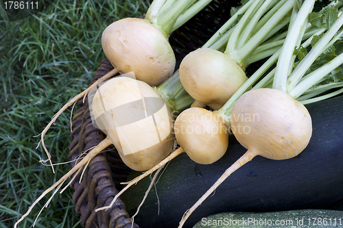 Image of Turnips lying in a basket