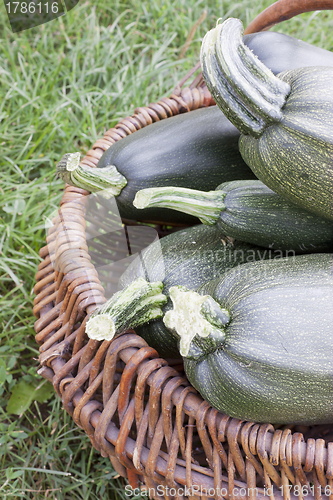 Image of  Large courgettes in a basket