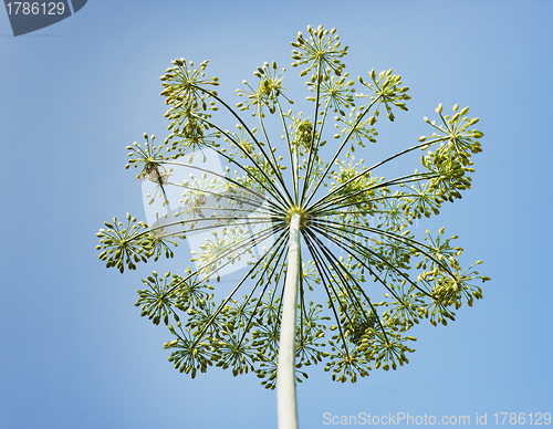 Image of Dill umbrella against the sky