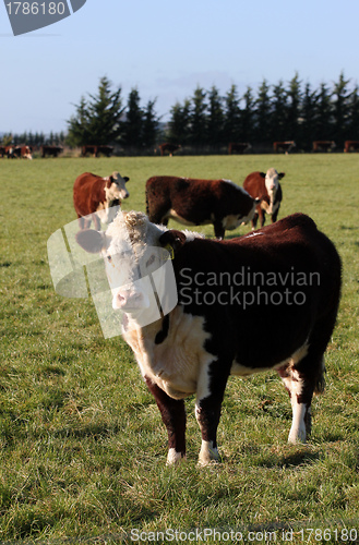 Image of Hereford beef cattle