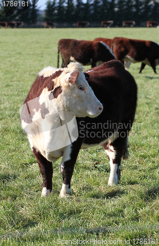 Image of Hereford beef cattle