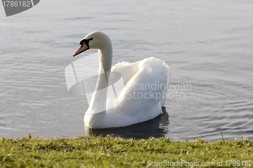 Image of white swan