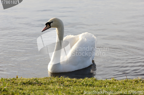 Image of white swan