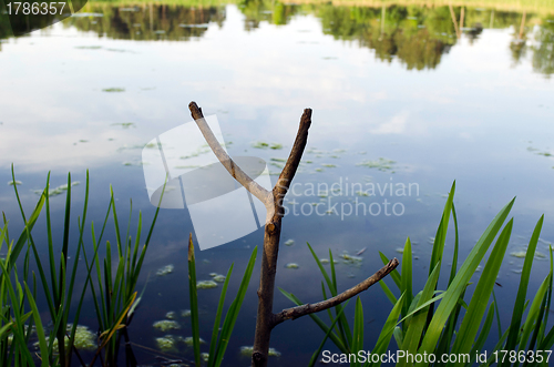 Image of Cut tree branch fishing rod stand on lake shore 