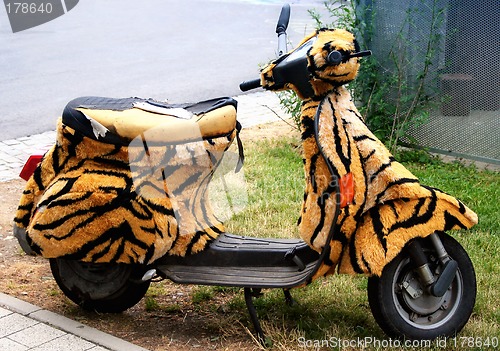 Image of Scooter w/ Tiger Fur