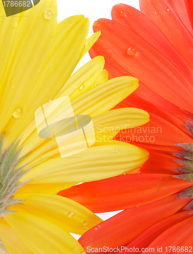 Image of Gerbera view from under