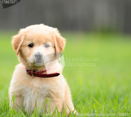 Image of Puppy Sitting In the grass with copyspace on the right.