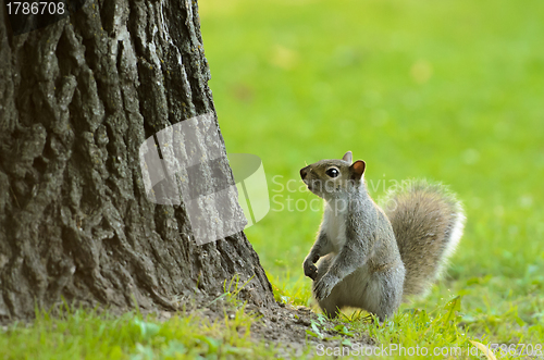 Image of Little Squirrel