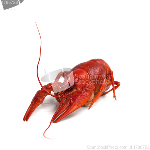 Image of Boiled crawfish on white background