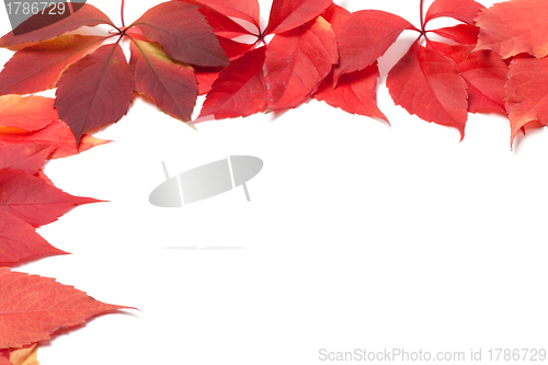 Image of Autumn leaves frame on white. Virginia creeper leaves.