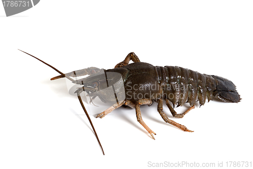 Image of Crawfish on white background