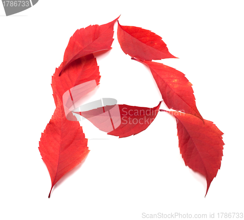 Image of Letter A composed of red autumn virginia creeper leaves