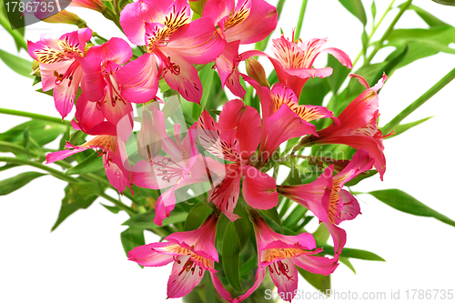 Image of Lilies (alstroemeria) on white background