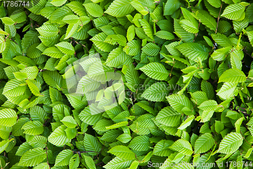 Image of Green leaves background