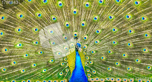 Image of Peacock