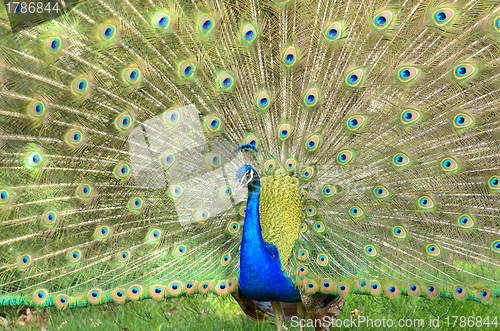 Image of Peacock