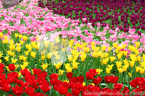 Image of tulips flower field