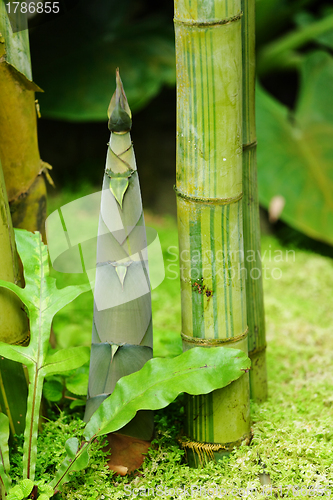 Image of bamboo shoot