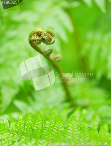 Image of Green plant