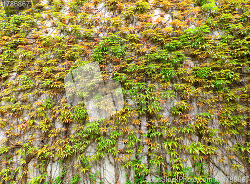 Image of Green leaves wall