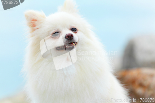 Image of white pomeranian dog