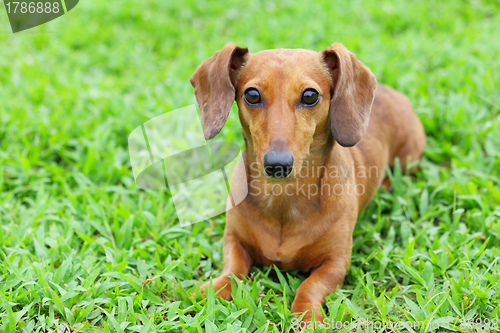 Image of dachshund dog in park